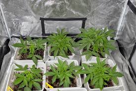 The Allure and Characteristics of the Mexican Red Hair Strain