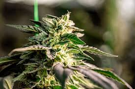 The Allure and Characteristics of the Mexican Red Hair Strain